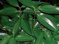 Cinnamomum cassia